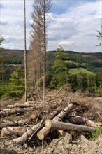 Forest dieback in Sauerland, north of Lüdenscheid, cleared area, diseased trees, over 70 per cent