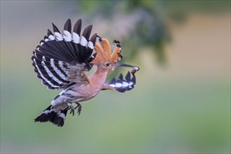 Hoopoe (Upupa epops) Bird of the Year 2022, with beetle larva as prey, erect cap, sunrise, golden