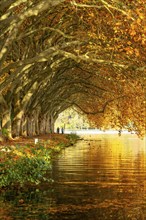 Platanen Allee, lakeside path on Lake Baldeney, near Haus Scheppen, in Essen, autumn, North