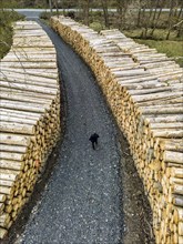 Felled, stacked spruce trunks, forest dieback in the Arnsberg Forest nature park Park, over 70 per