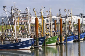 Fishing boats, shrimp boats in the harbour of Norddeich, Lower Saxony, Germany, Europe