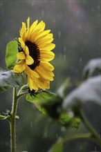 Sunflower, rainy weather, summer, Germany, Europe