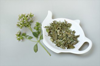 Dried oregano in pod and a sprig of flowering oregano, Origanum vulgare