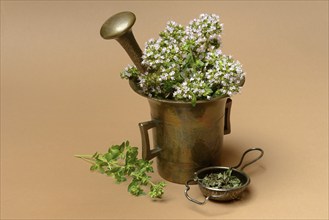 Flowering oregano in a mortar and dried oregano in a tea strainer, Origanum vulgare