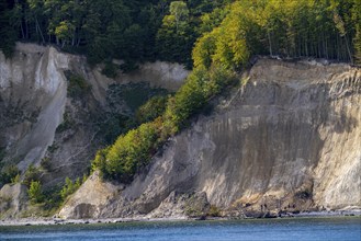 The chalk cliffs of Rügen, cliffs of the Stubbenkammer, in the Jasmund National Park, hiker on the