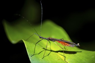 Stick insect (Phasmatodea) sitting on a leaf, at night in the tropical rainforest, Refugio Nacional