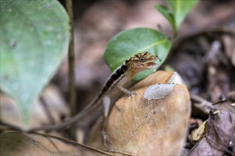 Anolis (Anolis) eating, sitting on a leaf, Carara National Park, Tarcoles, Puntarenas Province,