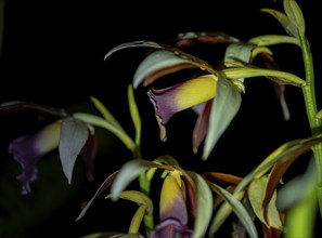 Flowering of a marsh orchid (Phaius tankervilleae) at night, at night in the tropical rainforest,