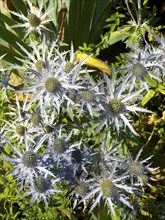 Blue thistle, alpine sea holly (Eryngium alpinum)