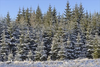 Winter landscape, spruce trees (Picea abies), blue sky, Arnsberg Forest nature park Park, North