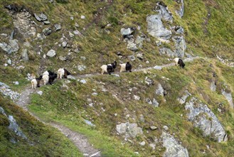 Hiking trail with herd of goats, hiking, hiking trail, tourism, mountain hike, Aletsch Arena,