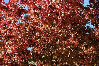 Amber tree in October, Saxony, Germany, Europe