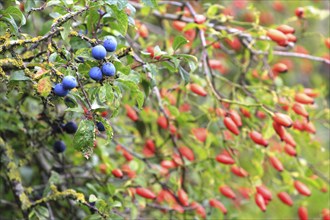 Sloes, rose hips, September, Mecklenburg-Western Pomerania, Germany, Europe