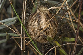 A brown cocoon of the zebra or wasp spider (Argiope bruennichi) embedded in plant fibres and