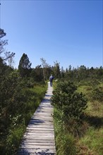 Hike through the Murnauer moss, August, Bavaria, Germany, Europe