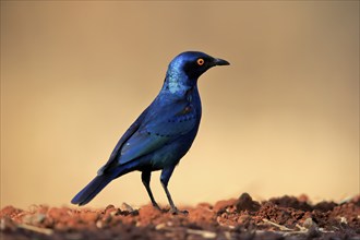 Red-shouldered Glossy Starling (Lamprotornis nitens), adult, at the water, alert, Kruger National