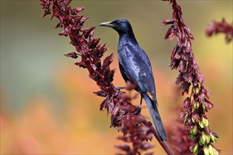 Red-winged starling (Onychognathus morio), adult, male, foraging, on honeybush (Melianthus major),