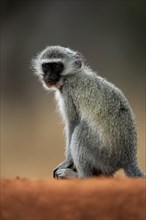 Vervet Monkey (Chlorocebus pygerythrus), adult, at the water, sitting, alert, Kruger National Park,