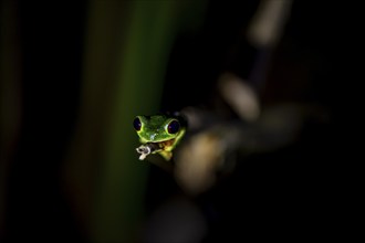 Red-eyed tree frog (Agalychnis callidryas), sitting on a branch, at night in the tropical