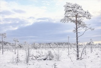 Pine trees with hoar frost in a desolate snowy bog landscape in winter, Sweden, Europe