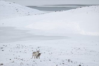 Spitsbergen reindeer with calf in a wintery snowy landscape, Snaddvika Bay, Murchisonfjord,