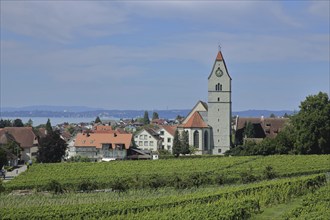 View of Hagnau with St. Johann Baptist church, landscape with vineyards, wine-growing area,