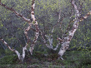 Hairy Birch (Betula pubescens), very old, stunted trees growing upon a hillside, covered in lichen,