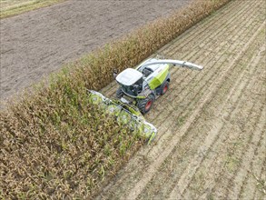 A forage harvester on a maize field, maize harvest, silage, forage maize, fodder for dairy cows,