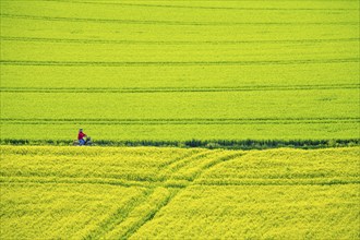 Cereal fields in spring, still green and fresh in growth, field path, cyclist, North