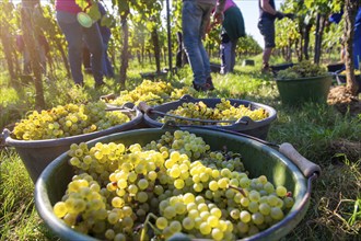 Hand-picking of Chardonnay grapes in the Palatinate in 2023 (Norbert Groß winery, Meckenheim) . The