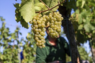 Hand-picking of Chardonnay grapes in the Palatinate in 2023 (Norbert Groß winery, Meckenheim) . The