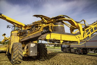 Palatinate: A loading mouse loads the sugar beet ready for collection onto a lorry in a field near