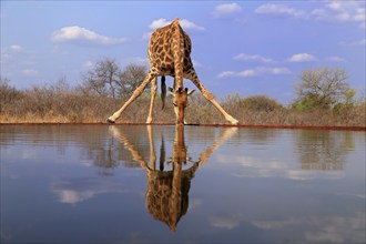 Southern giraffe (Giraffa camelopardalis giraffa), adult, drinking, at the water, Kruger National