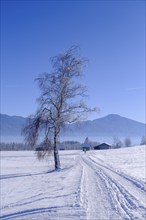 Winter near Sindelsdorf in the Benediktbeurer Moor, Tölzer Land, Upper Bavaria, Bavaria, Germany,