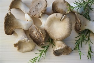 Brown king oyster mushroom (Pleurotus eryngii), cultivated mushrooms, raw king oyster mushrooms on