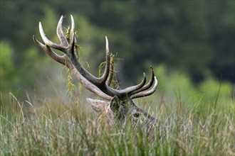 Close-up of rutting red deer (Cervus elaphus) stag with big antlers covered in grass, hidden in