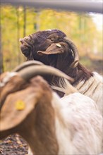 Goats with horns side by side on a forest path, forest pasture project, compensation for Hermann