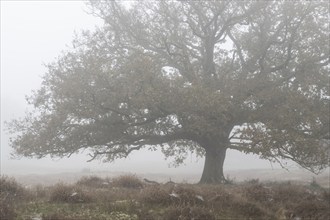 English oak (Quercus robur) in fog, Emsland, Lower Saxony, Germany, Europe