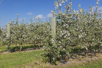 Orchard of Malus domestica, Apple trees with white flower blossoms in spring, Quebec, Canada, North