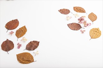 Composition with yellow and brown beech autumn leaves and hydrangea flowers, mockup on white