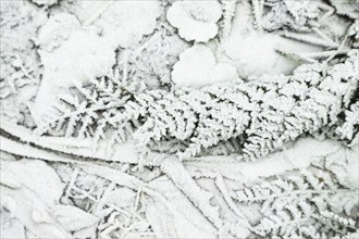 Fern leaves and grass covered with hoarfrost. Abstract floral background, garden and winter concept