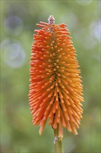 Torch lily (Kniphofia), also known as rocket flower, Brittany, France, Europe