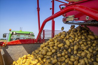 Farmer Hartmut Magin from Mutterstadt harvesting early potatoes in the Palatinate (Mutterstadt,