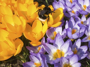 Bumblebee on crocuses blooming in the botanical garden in spring