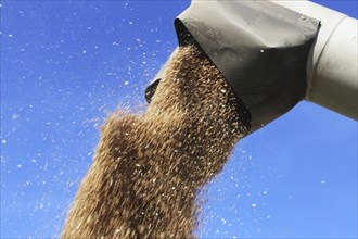 Grain harvest with combine harvester, the grain is unloaded