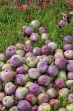 Apples in a meadow, variety Brauner Matapfel, Rhineland-Palatinate, Germany, Europe