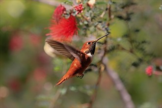 Rufous hummingbird (Selasphorus rufus), adult, male, flying, foraging, Sonoran Desert, Arizona,