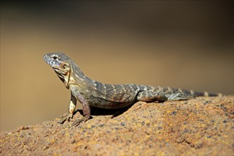 East Mexican Black Iguana, (Ctenosaura acanthura), adult, on rocks, foraging, warming up,