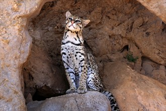 Ocelot (Leopardus pardalis), adult, sitting, at the den, alert, Sonora Desert, Arizona, North