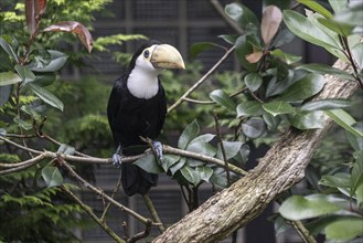 Toco toucan (Ramphastos toco), Vogelpark Walsrode, Lower Saxony, Germany, Europe